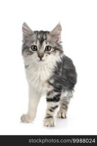 young Kurilian Bobtail in front of white background