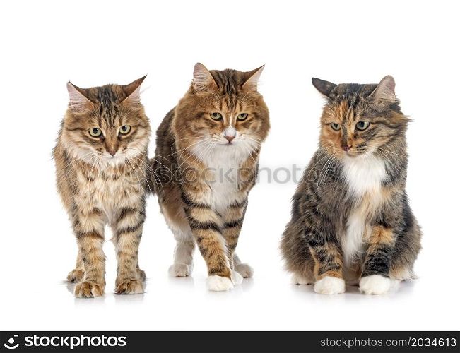 young Kurilian Bobtails in front of white background