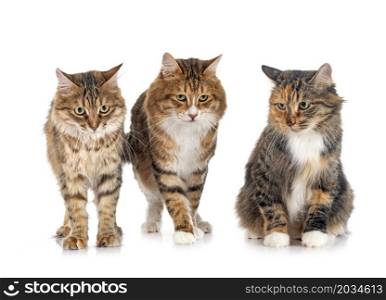 young Kurilian Bobtails in front of white background