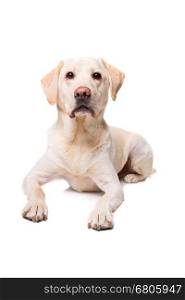 young Labrador dog. young Labrador dog in front of a white background