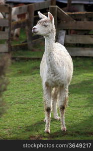 young lama in farm with green grass