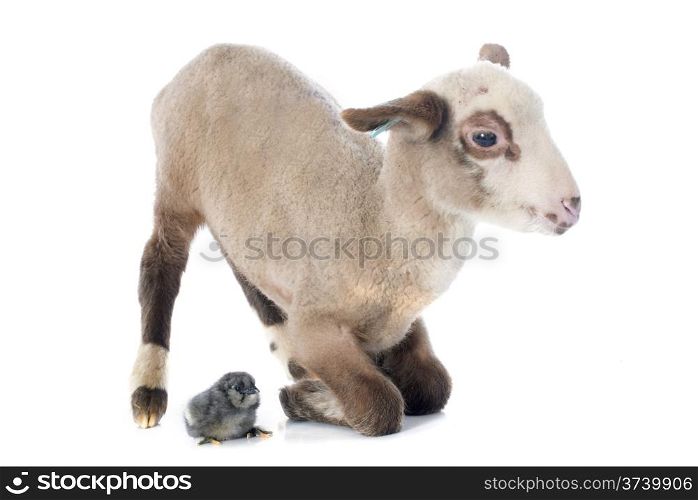 young lamb and chick in front of white background