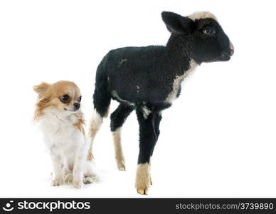 young lamb and chihuahua in front of white background