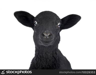 young lamb in front of white background