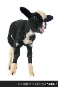 young lamb in front of white background