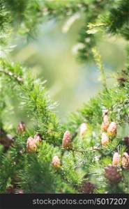 Young larch cone, larch tree