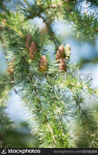 Young larch cone, larch tree