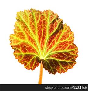 young leaf leaf in sun rays