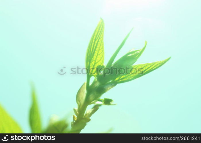 Young leaves