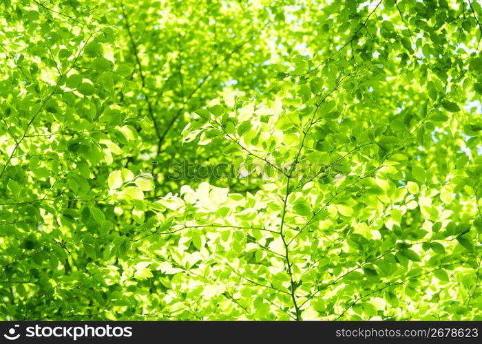 Young leaves