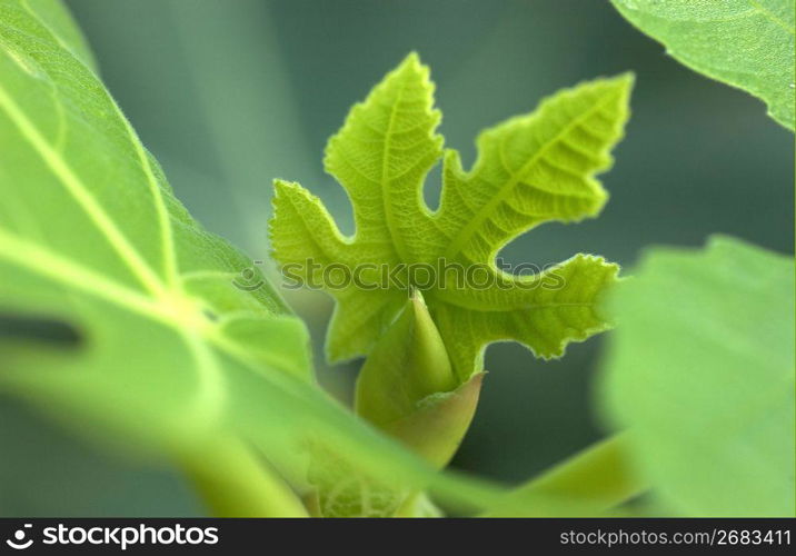 Young leaves