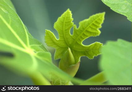 Young leaves