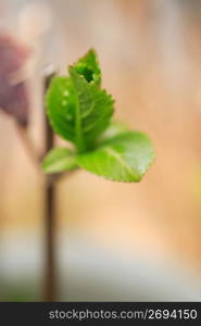 Young leaves