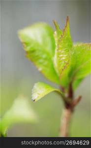 Young leaves