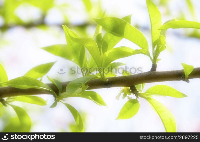 Young leaves