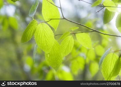 Young leaves