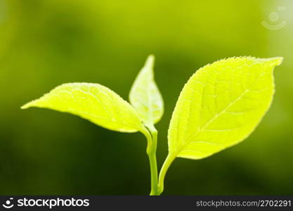 Young leaves