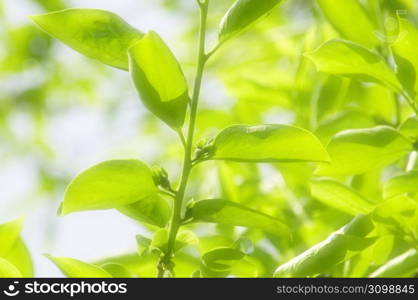 Young leaves