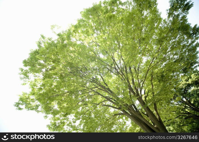 Young leaves