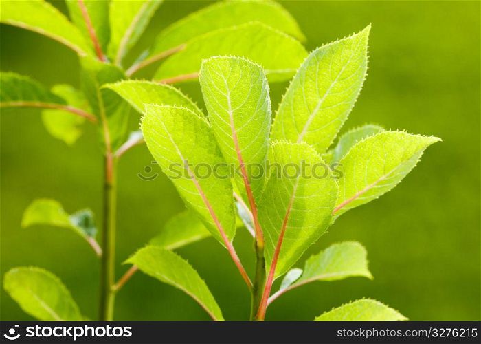 Young leaves
