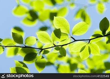 Young leaves