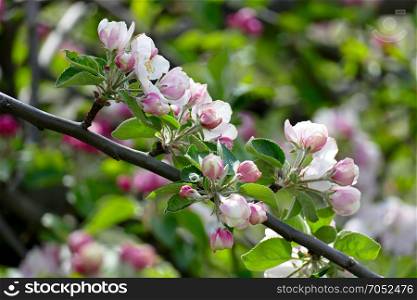Young leaves and flowers of an apple tree on a blurred background.
