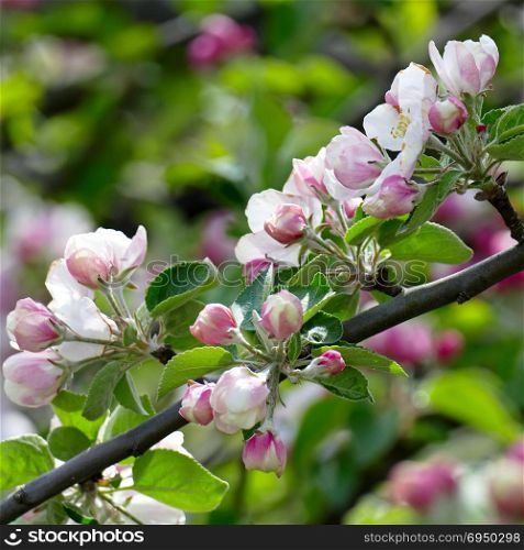 Young leaves and flowers of an apple tree on blurred background.