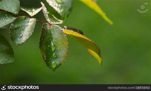 Young Leaves Of A Rose With Drops Of Dew. RAW Video