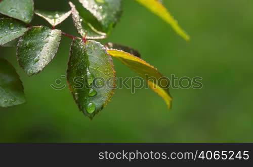 Young Leaves Of A Rose With Drops Of Dew. RAW Video