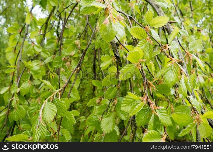 Young leaves of a weeping tree.