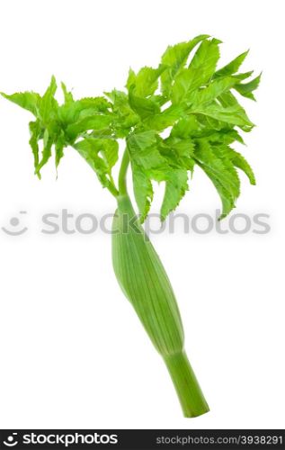 young leaves of angelica