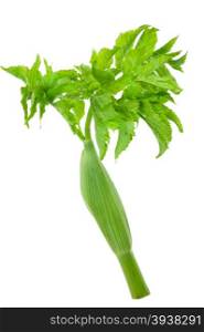 young leaves of angelica