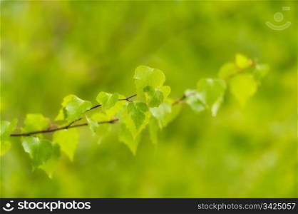 Young leaves of birch, fresh and green background.