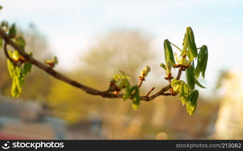 young leaves of chestnut, leaves bloom on trees in early spring. leaves bloom on trees in early spring, young leaves of chestnut