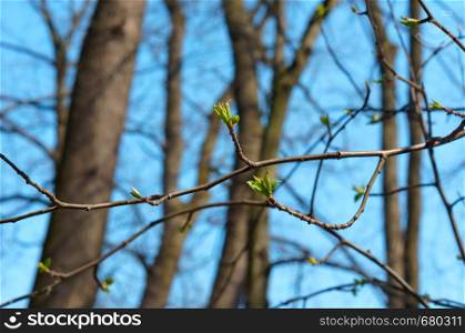 young leaves on a branch, leaves on a tree bloom in early spring. leaves on a tree bloom in early spring, young leaves on a branch