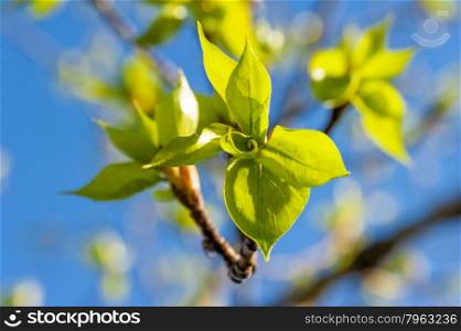 young leaves on the branch of a tree blossomed in the spring