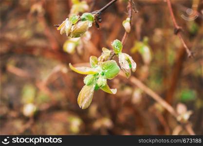 Young leaves on tree. Spring buds on branches. Spring in garden