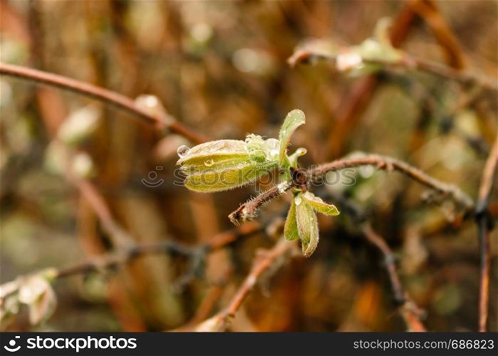 Young leaves on tree. Spring buds on branches. Spring in garden