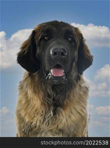 young Leonberger in front of white background