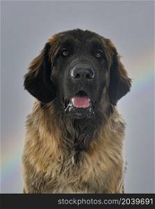 young Leonberger in front rainbow gray sky