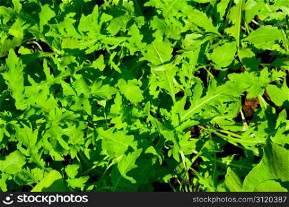 Young Lettuce on the Bed as Natural Background