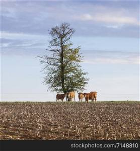 young limousin cows and calves near cornfield and autumn tree in luxembourg