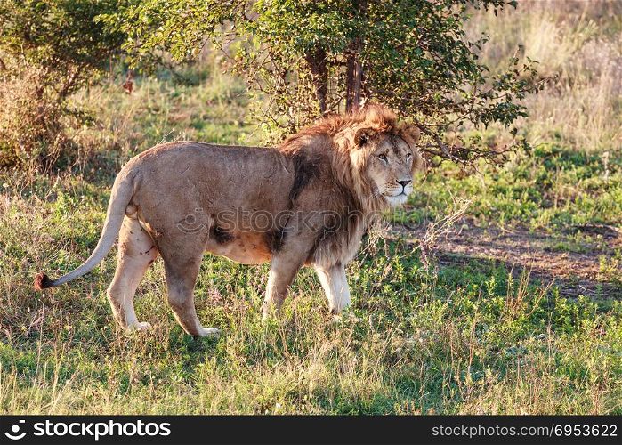Young lion after fight. Young lion in the background of the savannah. Close-up