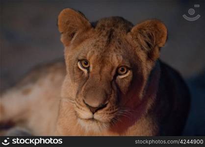 Young lion close up at dusk, near Kruger National Park