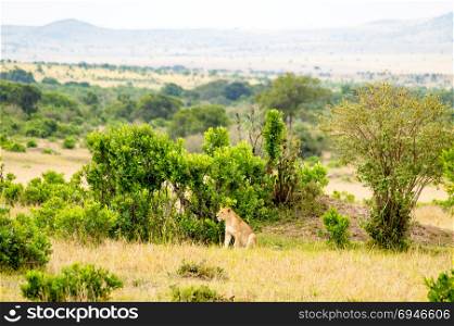 Young lion hidden in the scrub . Young lion hidden in the scrub of Maasai Mara Park in North West Kenya