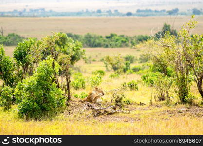 Young lion hidden in the scrub . Young lion hidden in the scrub of Maasai Mara Park in North West Kenya