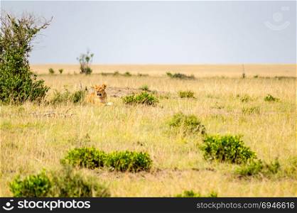 Young lion hidden in the scrub . Young lion hidden in the scrub of Maasai Mara Park in North West Kenya