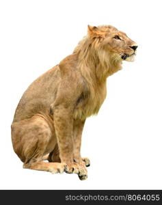 young lion isolated on white a background