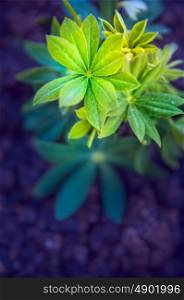 Young lupine plant over garden beet, close up, toned
