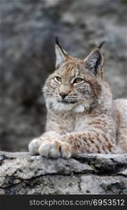 Young lynx portrait. Animals: young lynx posing